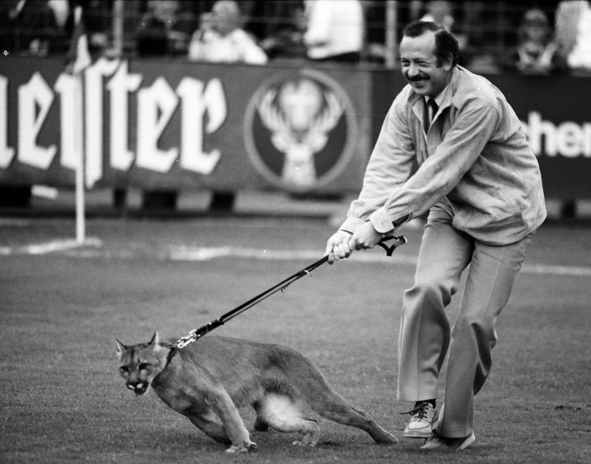 Ein Puma an der Bremer Brücke