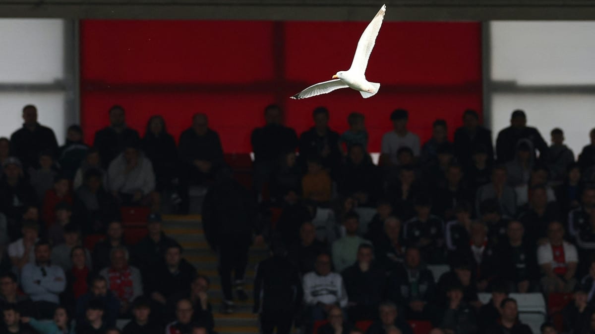 Türkei: Fußballer reanimiert abgeschossene Möwe