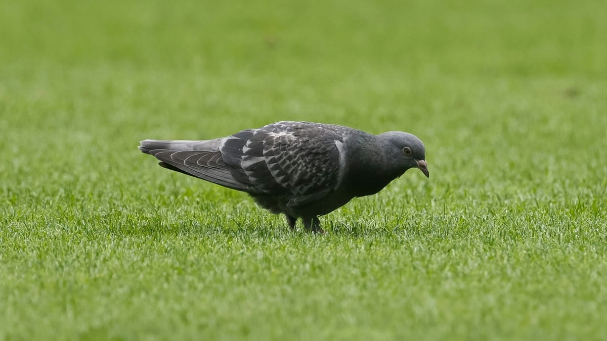Mainzer "Glücksbringer": Taube greift in den Abstiegskampf ein