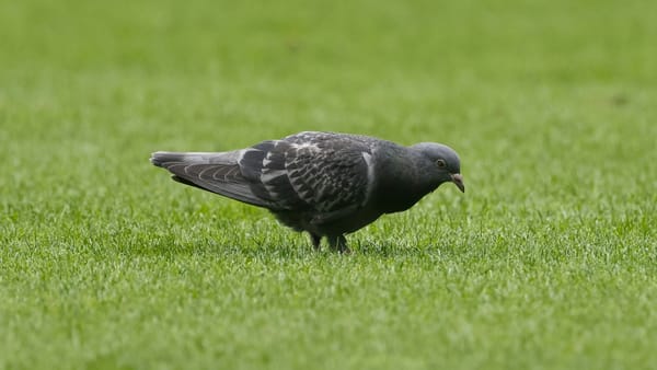 Mainzer "Glücksbringer": Taube greift in den Abstiegskampf ein