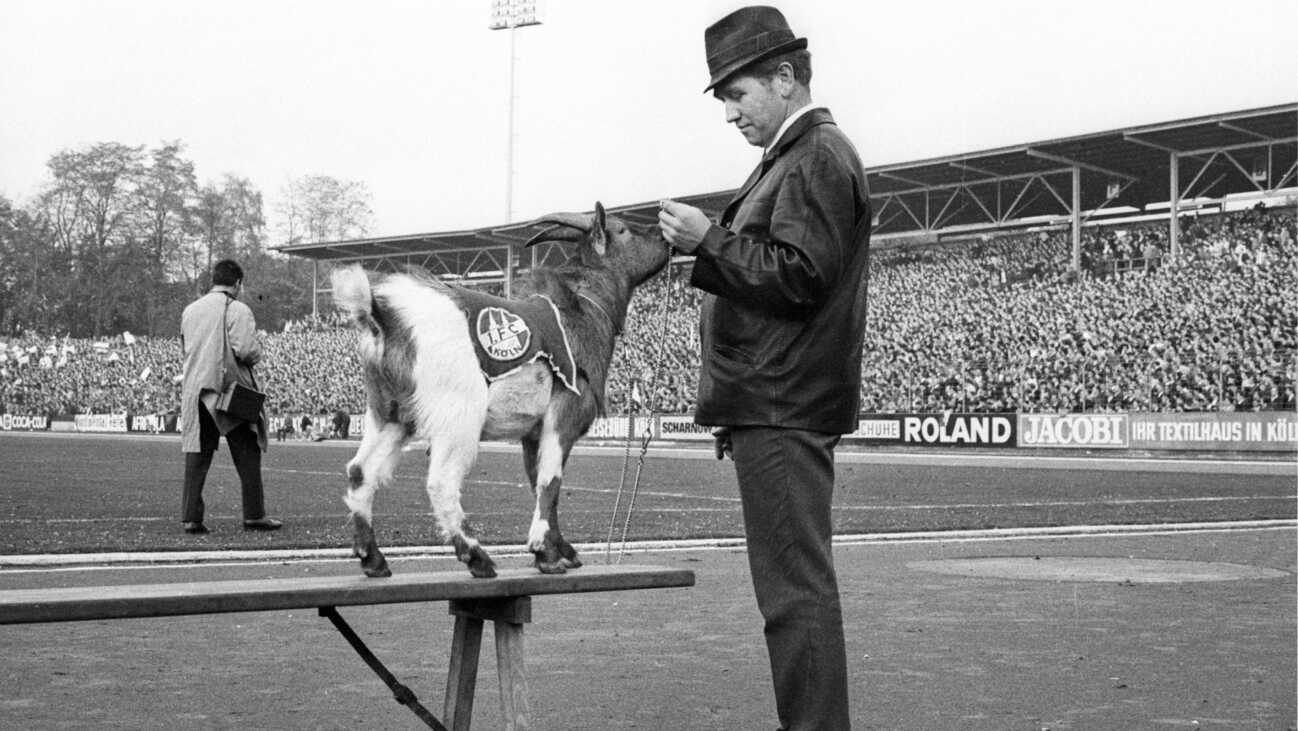 FC nimmt Hennes I. in Hall of Fame auf: "Eine Vereinsikone" FC nimmt Hennes I. in Hall of Fame auf: "Eine Vereinsikone"